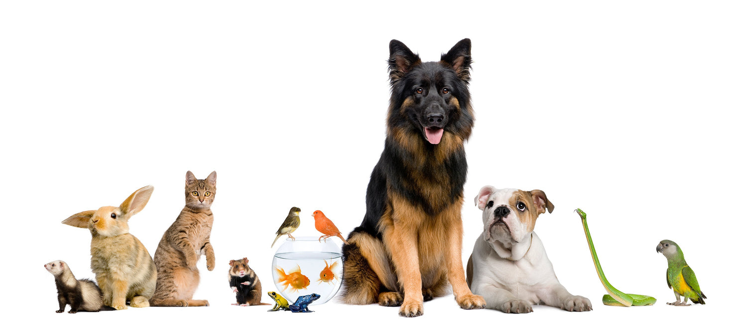 Pets-Mascotas